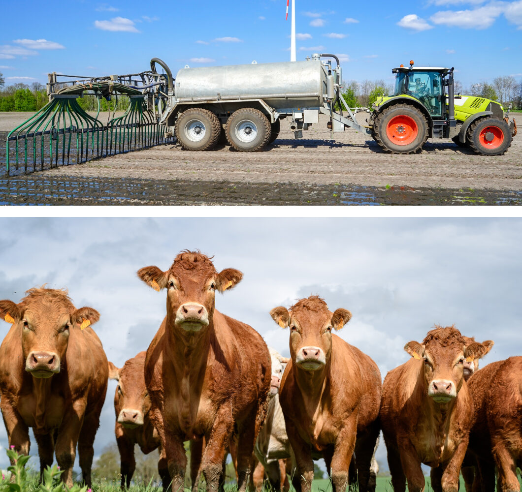 Bild von einem Traktor der sein Feld mit Gülle düngt, sowie Kühen eines Landwirtschaftsbetriebes auf der Weide